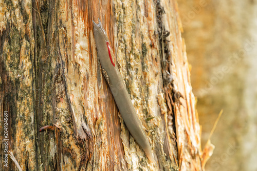 Bild auf Leinwand The red triangle slug or Triboniophorus graeffei, is a species of air-breathing land slug, a terrestrial pulmonate gastropod molluscs in the family Athoracophoridae