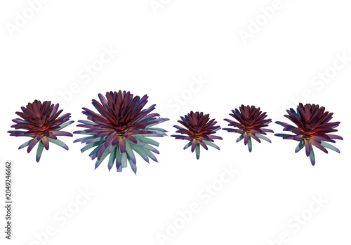 Tableau sur toile Decorative bromeliad plants with vibrant purple and green foliage isolated on transparent background