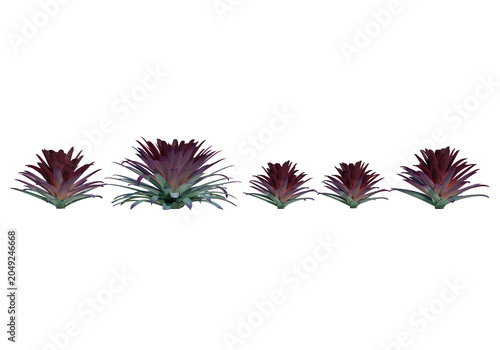 Foto Decorative bromeliad plants with vibrant purple and green foliage isolated on transparent background
