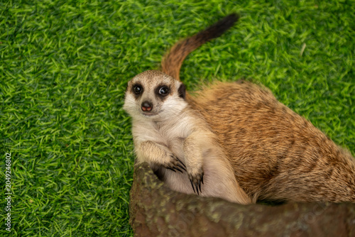 Slika na platnu Meerkat lazing on back