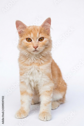 Cute Orange and White Kitten