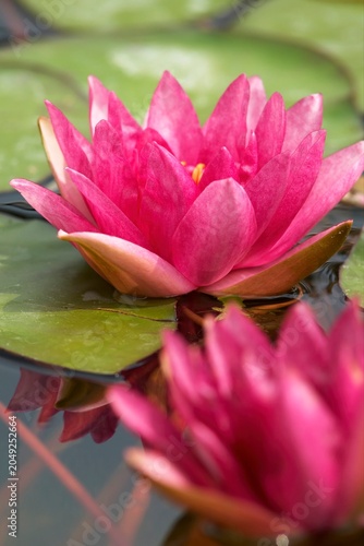 水面に開花した鮮やかな赤色のスイレンの花