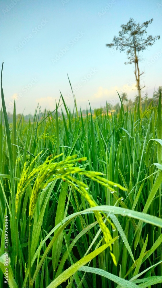 Fototapeta premium green wheat field