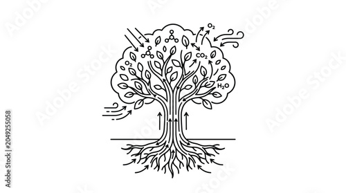 Cuadro en lienzo Simple tree gas exchange diagram showing photosynthesis process.
