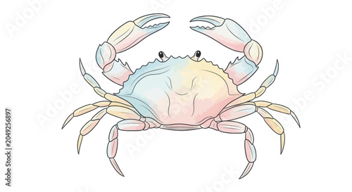 Foto Colorful crab with raised claws sideways.