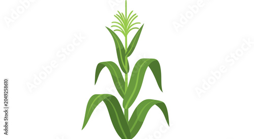 Schilderij op canvas Green Corn Plant Growing Naturally.