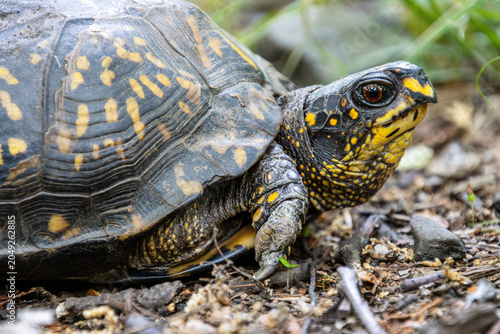 Valokuva yellow box turtle close up with brown eyes beak face neck carapace leg pattern