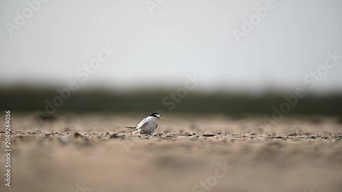 Water bird