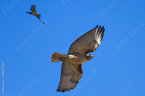 Foto Red-tailed Hawk and Kingbird