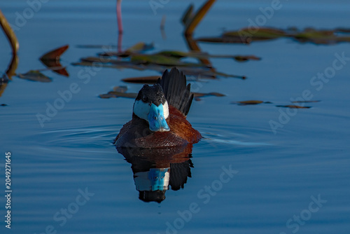 Vászonkép Ruddy Duck (Oxyura jamaicensis)