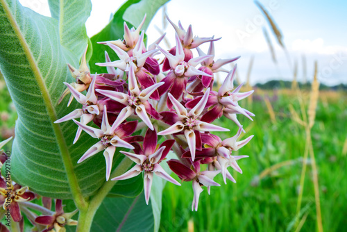 Showy Milkweed (Asclepias speciosa)