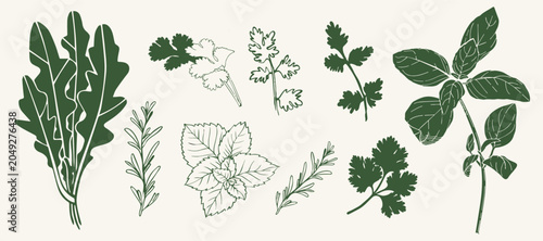 resh culinary herbs and salad greens vector set. Flat silhouettes and line art style illustrations of arugula, basil, mint, cilantro, and rosemary for packaging design.