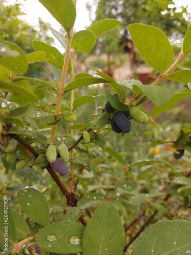 Ripe honeysuckle berries on green branches on a bush. Honeysuckle, Lonicera, is a genus of erect, climbing, or creeping shrubs, the type genus of the Caprifoliaceae family.