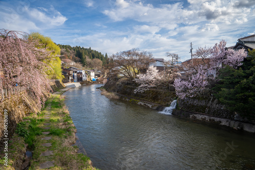 popular red bridge Nakabashi where people come to see and take photo with river old city and sherry blossom tree Takayama Japan