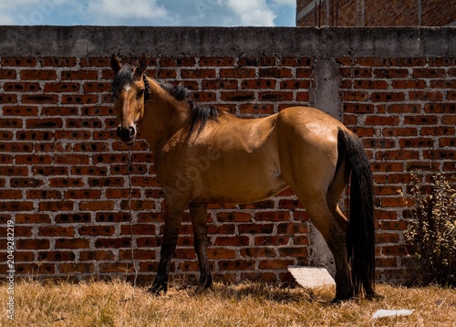 Tableau sur toile Hacienda el caballo