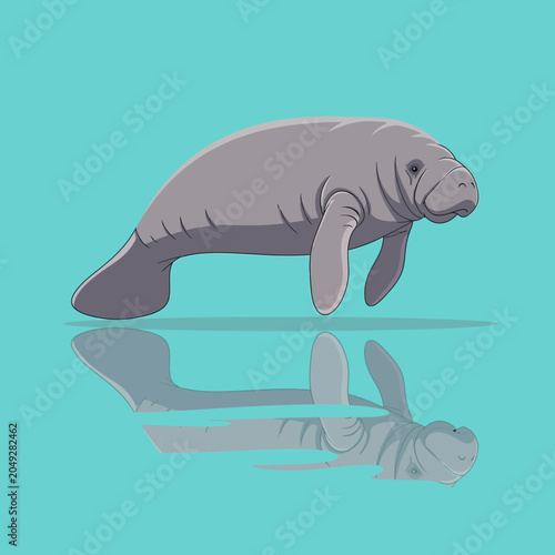 Fotografía Large Gray Manatee Swimming Underwater.