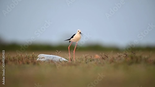 Bird behavior