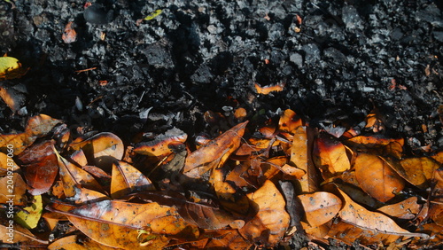 Billede på lærred Burned Autumn Leaves and Charred Soil Texture Background in Natural Sunlight
