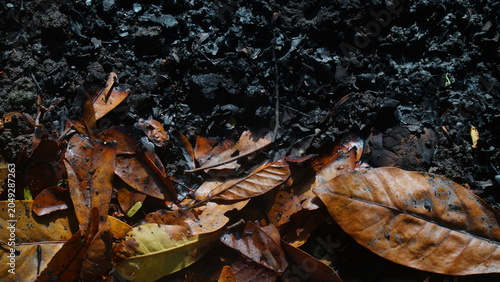 Tablou pe pânză Burned Autumn Leaves and Charred Soil Texture Background in Natural Sunlight