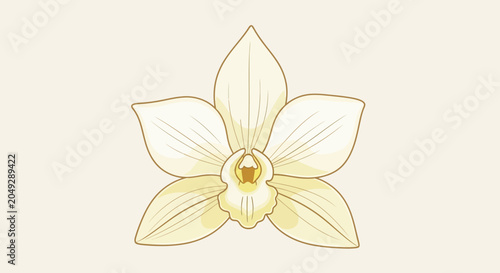 Delicate Vanilla Orchid Flower Illustration on Beige Background