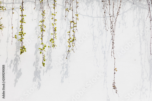 Vines climb all over the wall