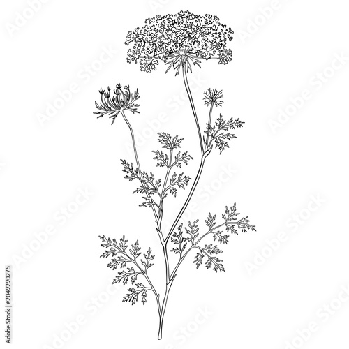 Wild Carrot Flower Line Art, Queen Anne’s Lace Botanical Illustration, Daucus Carota Plant Drawing, Hand Drawn Floral Outline Illustrations