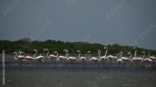 Greater Flamingo 