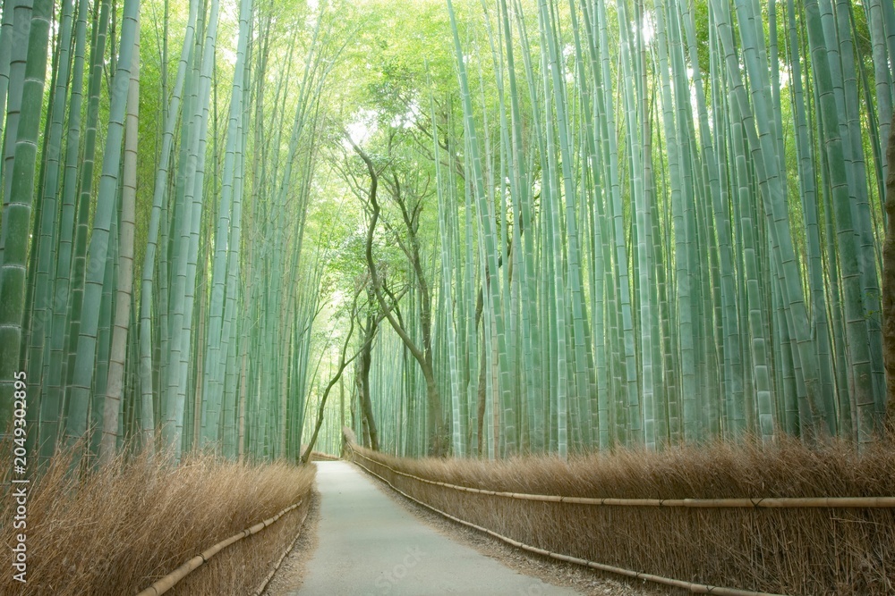 Fototapeta premium 京都 嵐山の竹林の小径