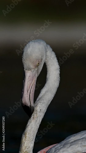 Greater Flamingo 