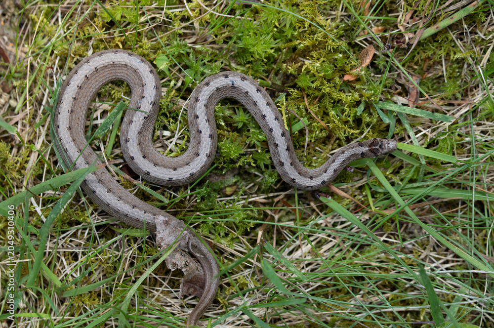 Obraz premium Looking down on the back of a Dekay's Snake (Storeria dekayi) resting in a mix of grass and moss. The pale stripe and pairs of spots help identify this common, nonvenomous snake. 