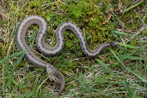 Looking down on the back of a Dekay's Snake (Storeria dekayi) resting in a mix of grass and moss.  The pale stripe and pairs of spots help identify this common, nonvenomous snake.  
