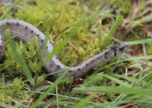 Tableau sur toile Close-up of a small Dekay's Brown Snake that is slithering its way through a mix of grass and moss in northeast Ohio