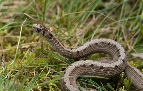 Photos An alert Dekay's Snake with its head raised watching for danger