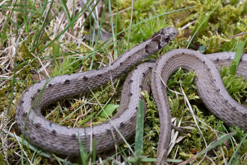 Bilde på lerret A little, harmless Dekay's Snake (Storeria dekayi) loosely coiled up in green grass
