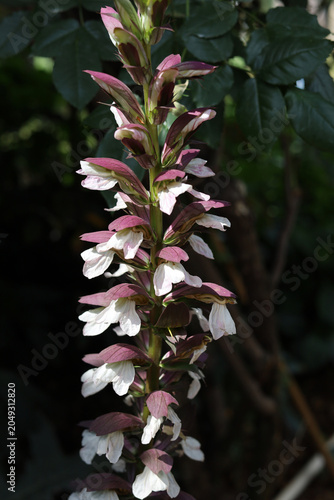 Quadro su tela Tall spikes of Acanthus mollis flowers blooming in a sunny garden