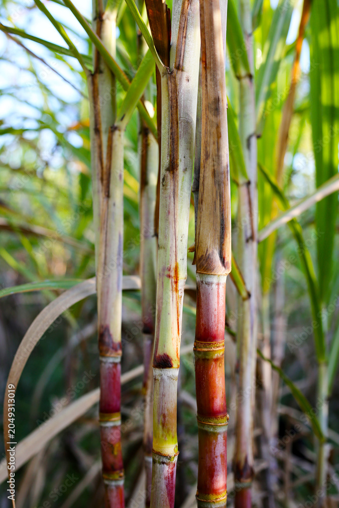 Obraz premium Sugarcane stalks growing in the field.