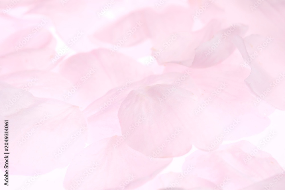 Fototapeta premium 白背景のソメイヨシノの桜の花と花びら