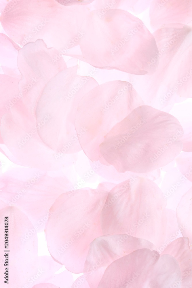 Fototapeta premium 白背景のソメイヨシノの桜の花と花びら