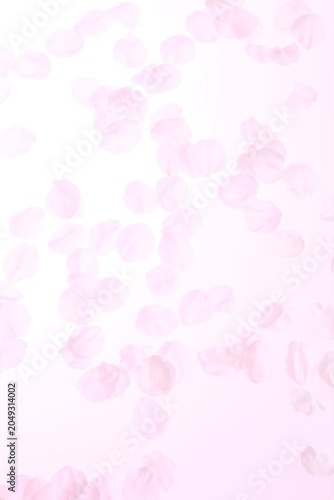 白背景のソメイヨシノの桜の花と花びら
