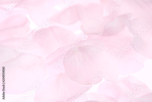 Schilderij op canvas 白背景のソメイヨシノの桜の花と花びら