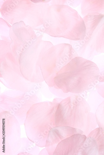 白背景のソメイヨシノの桜の花と花びら
