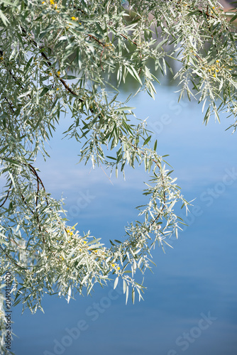 Foto Yellow flowers blooming amid silvery green leaves on Russian Olive, Elaeagnus An