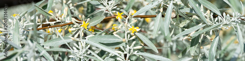 Obraz na plátně Yellow flowers blooming amid silvery green leaves on Russian Olive, Elaeagnus An