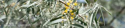 Obraz na plátně Yellow flowers blooming amid silvery green leaves on Russian Olive, Elaeagnus An