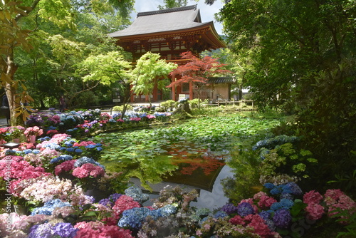 Photos 室生寺 あじさい回路