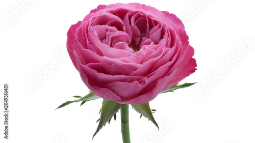 Delicate pink rose bloom with intricate layered petals and green stem