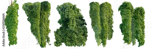 climbing plant, heart-shaped leaves. Vines on a white background. Clipping path included.