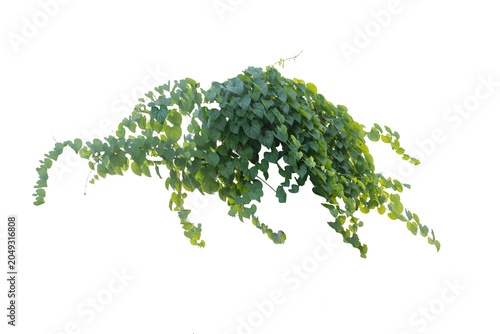 climbing plant, heart-shaped leaves. Vines on a white background. Clipping path included.