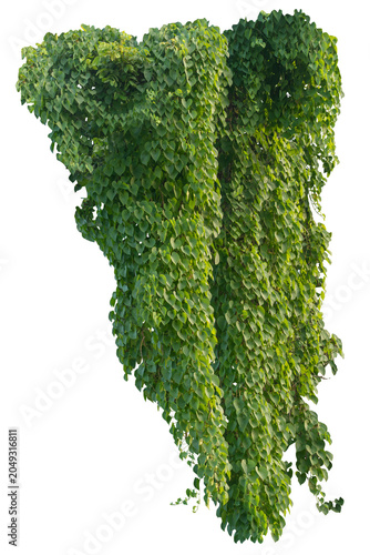 climbing plant, heart-shaped leaves. Vines on a white background. Clipping path included.