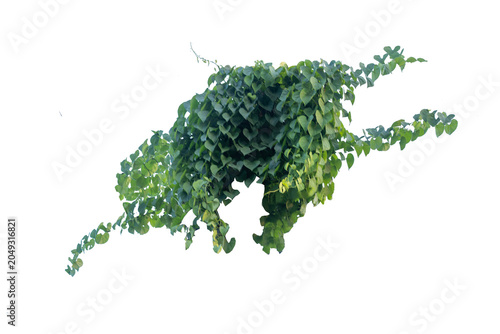 climbing plant, heart-shaped leaves. Vines on a white background. Clipping path included.